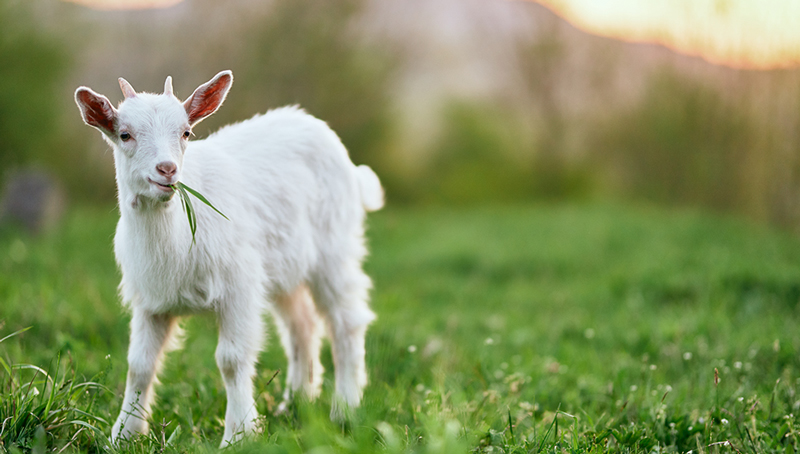 actu-jur-petit-ruminant-rural-621f3f53f0562459635386.jpg
